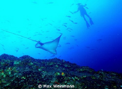 A cruising eagle ray at Cocos Island gets the attention o... by Max Weinmann 